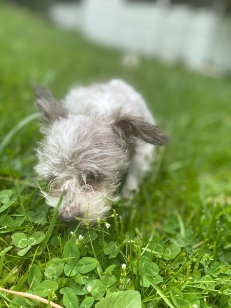 Missy (Shih Tzu/Yorkie) - gray dog in grass and clover