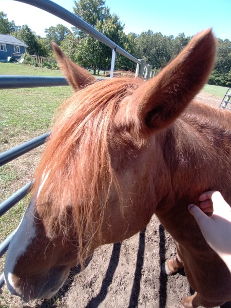 A brown pony with white markings on its nose.