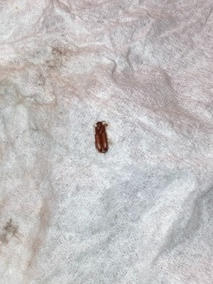 A small brown bug on a white surface.