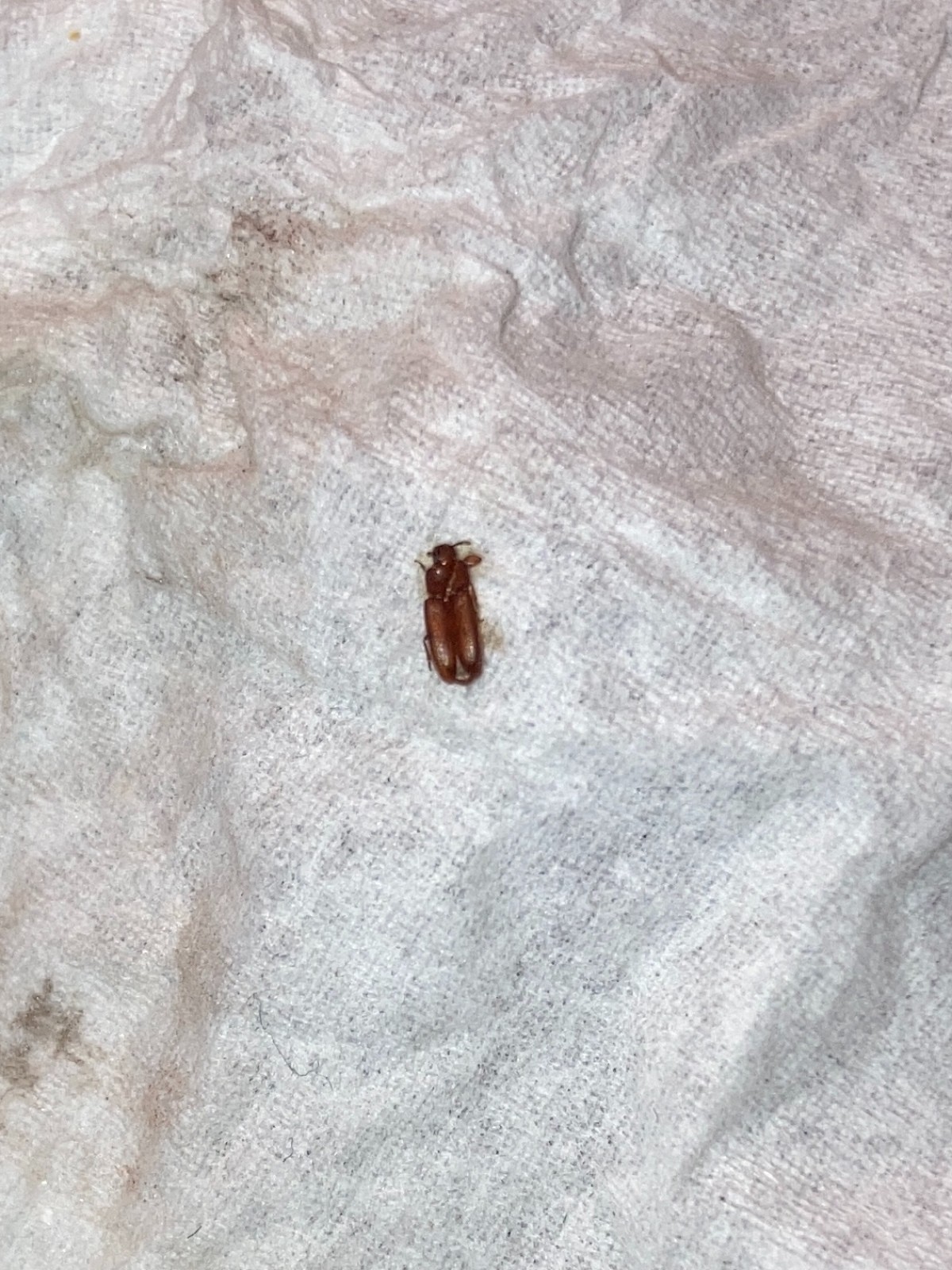What is this Tiny Brown Bug? | ThriftyFun