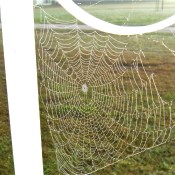 A spider web covered with dew.