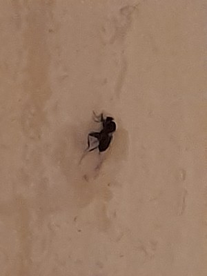 A black bug on a marble countertop.