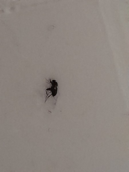 A black bug on a white surface.
