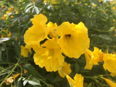 A bee in a yellow esperanza flower.