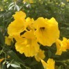 A bee in a yellow esperanza flower.