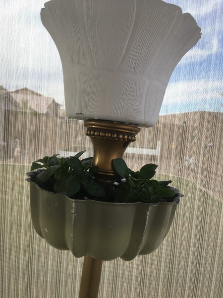 A lamp with a bundt pan for growing plants. Gardening