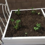 Strawberry plants in a raised bed.