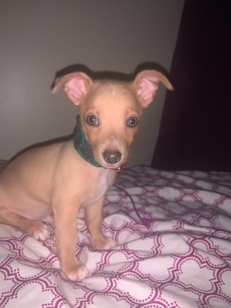 Is My 15 Week Chihuahua is Full Blooded?