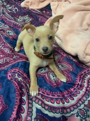 Is My 15 Week Chihuahua is Full Blooded? - dog on bed