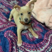 Is My 15 Week Chihuahua is Full Blooded? - dog on bed