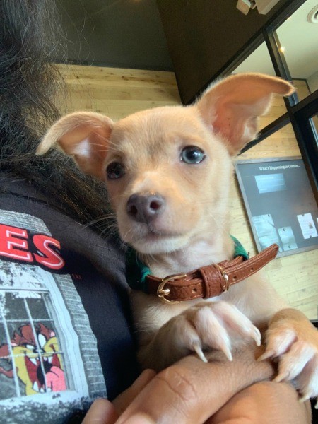 Is My 15 Week Chihuahua is Full Blooded?