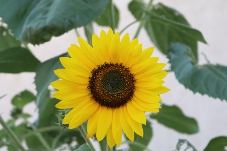 A yellow flower in bloom.