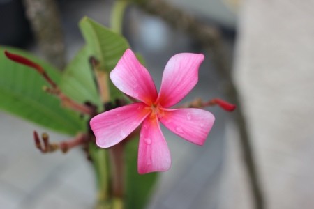 A pink plumeria in bloom.