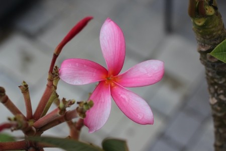 A pink plumeria in bloom.