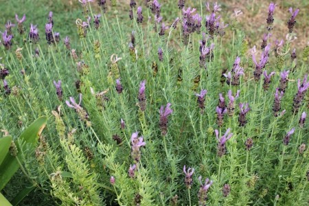 Lavender growing in a backyard.