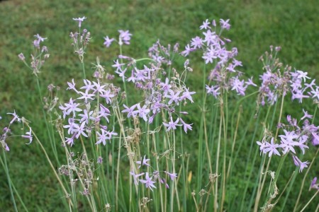 Society garlic in bloom.