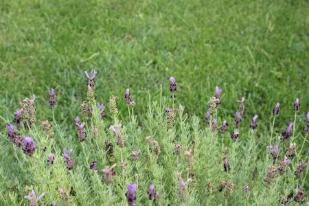 Lavender growing in a backyard.