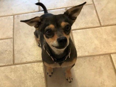A small dog on a tile floor.