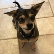 A small dog on a tile floor.