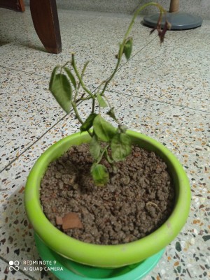 A wilting rose plant in a pot.