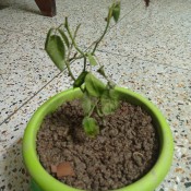 A wilting rose plant in a pot.