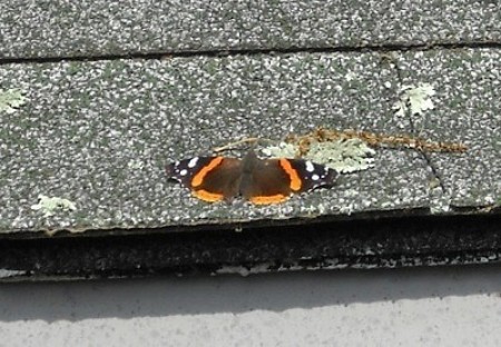 A butterfly on a roof.
