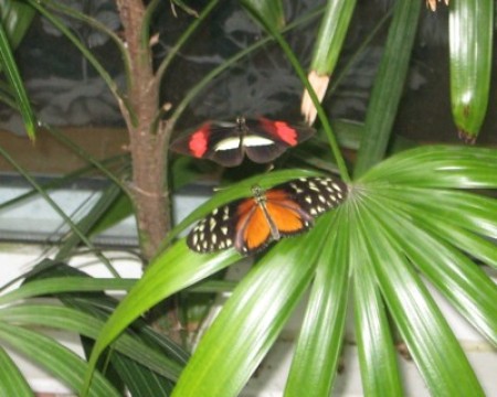 Two butterflies on a plant.