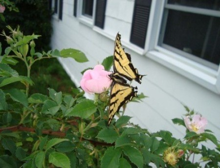 A butterfly on a rose.