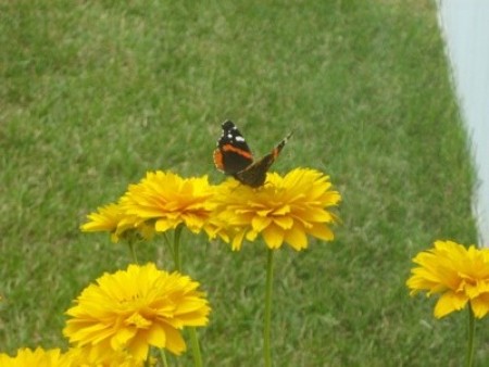 A butterfly on a yellow flower.
