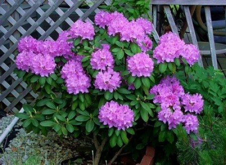 A purple rhododendron in bloom.