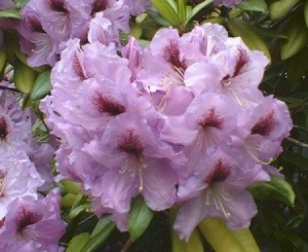 A purple rhododendron blossom.