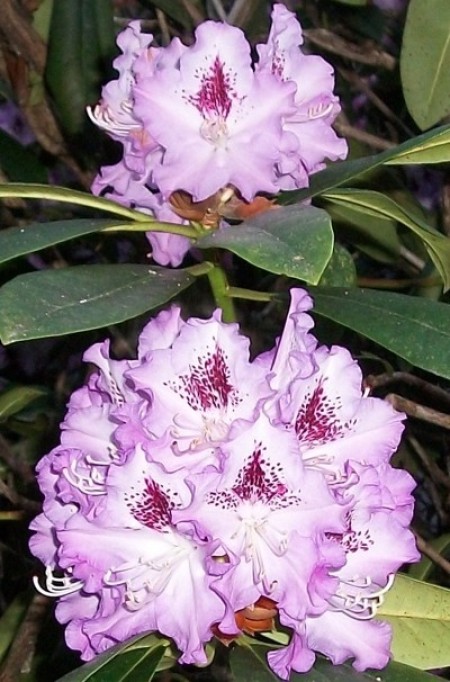 A rhododendron in bloom.