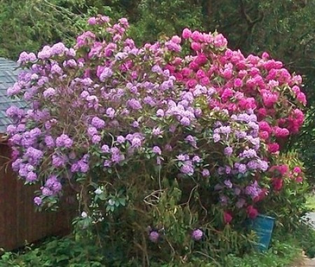 Two large rhododendron bushes in bloom.