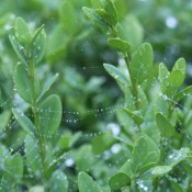 A spiderweb covered in dew.