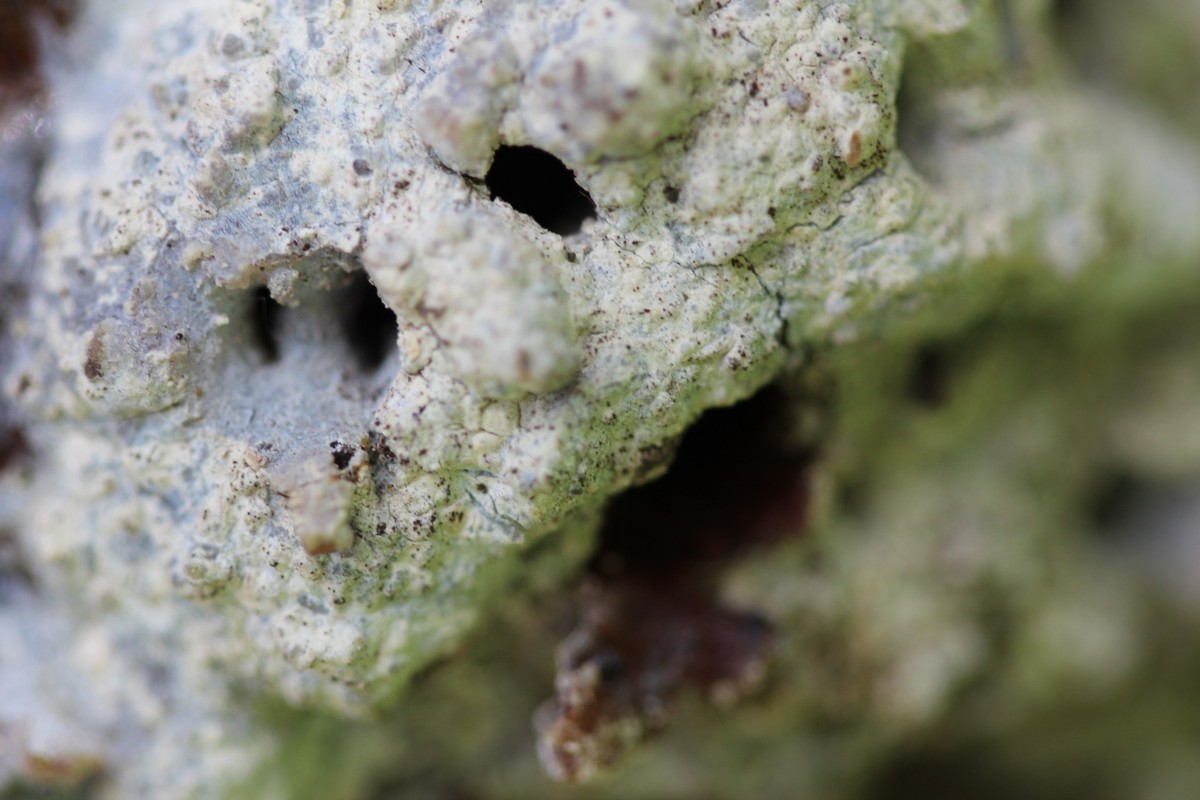 Boo! (Tree) ThriftyFun