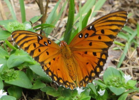 An orange butterfly on a plant.