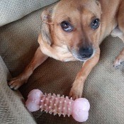 A small brown dog on a couch.