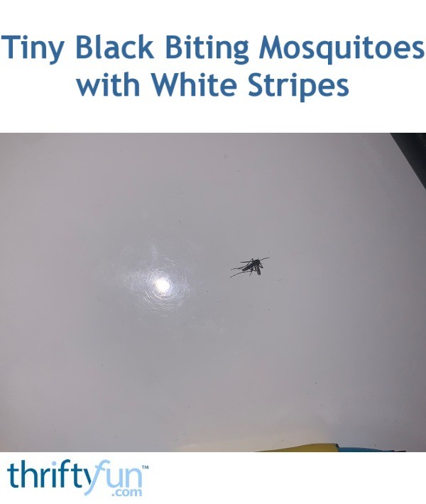 Tiny Black Biting Mosquitoes with White Stripes | ThriftyFun