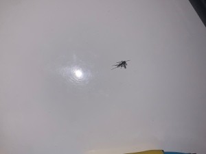 A small mosquito on a white surface.