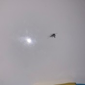 A small mosquito on a white surface.