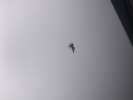 A small mosquito on a white surface.