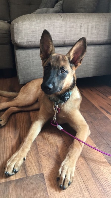 A dog sitting in a living room.