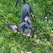 A small dog on grass.