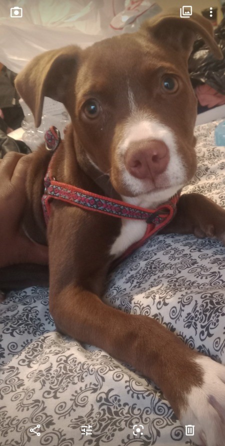 Is My Dog a Full Blooded Pit Bull? - brown and white young dog