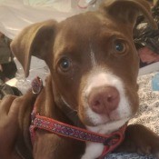 Is My Dog a Full Blooded Pit Bull? - brown and white young dog