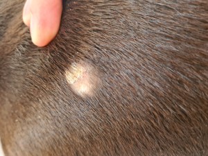Remedy for Hairless Spots on Dog? - bald spot