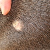 Remedy for Hairless Spots on Dog? - bald spot