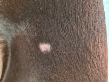 Remedy for Hairless Spots on Dog?