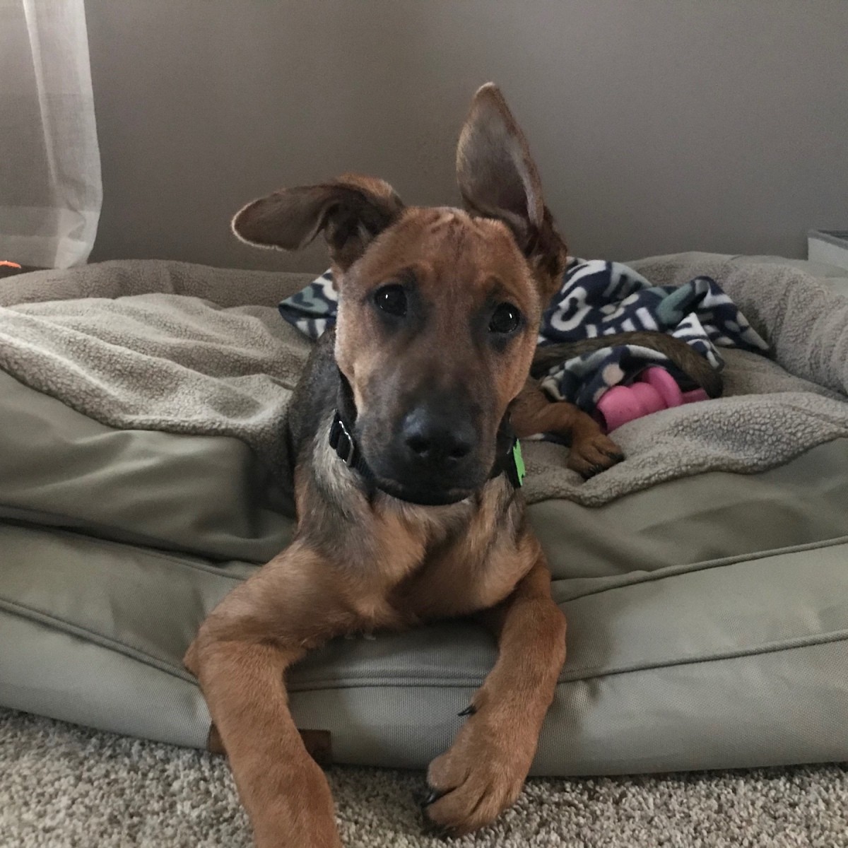 how to figure out what my dog is mixed with
