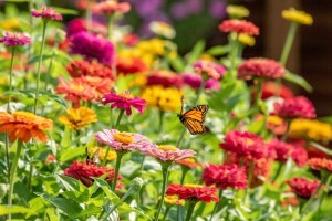 A field of brightly colored zinnias.